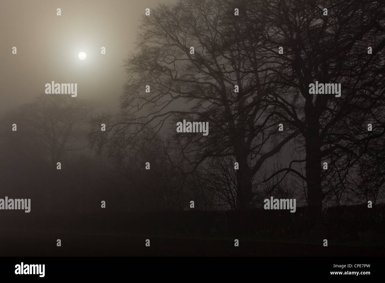 Skeletal trees on a foggy March morning in North Lincolnshire. Stock Photo