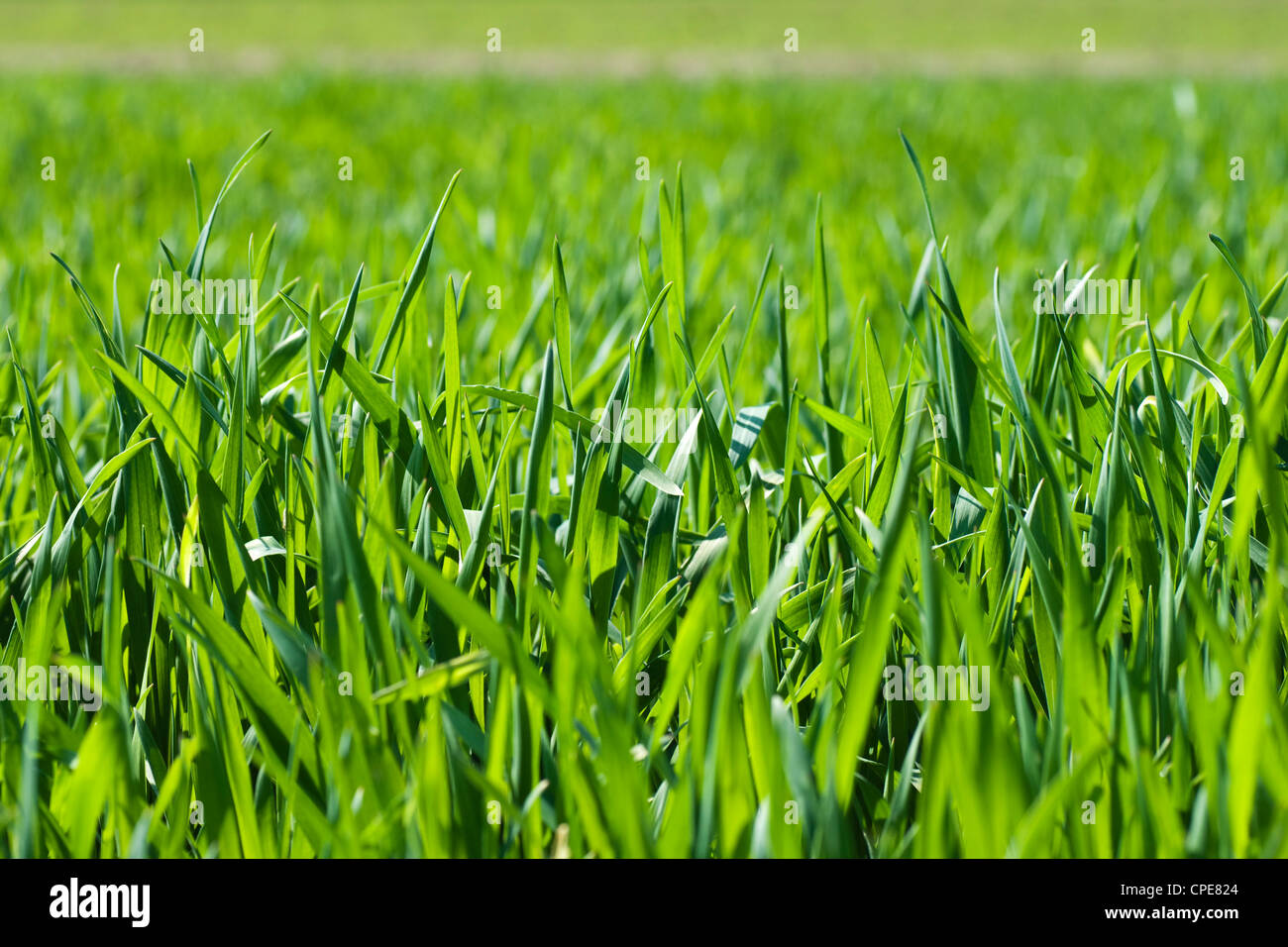 The green blade of grass in the spring close up Stock Photo