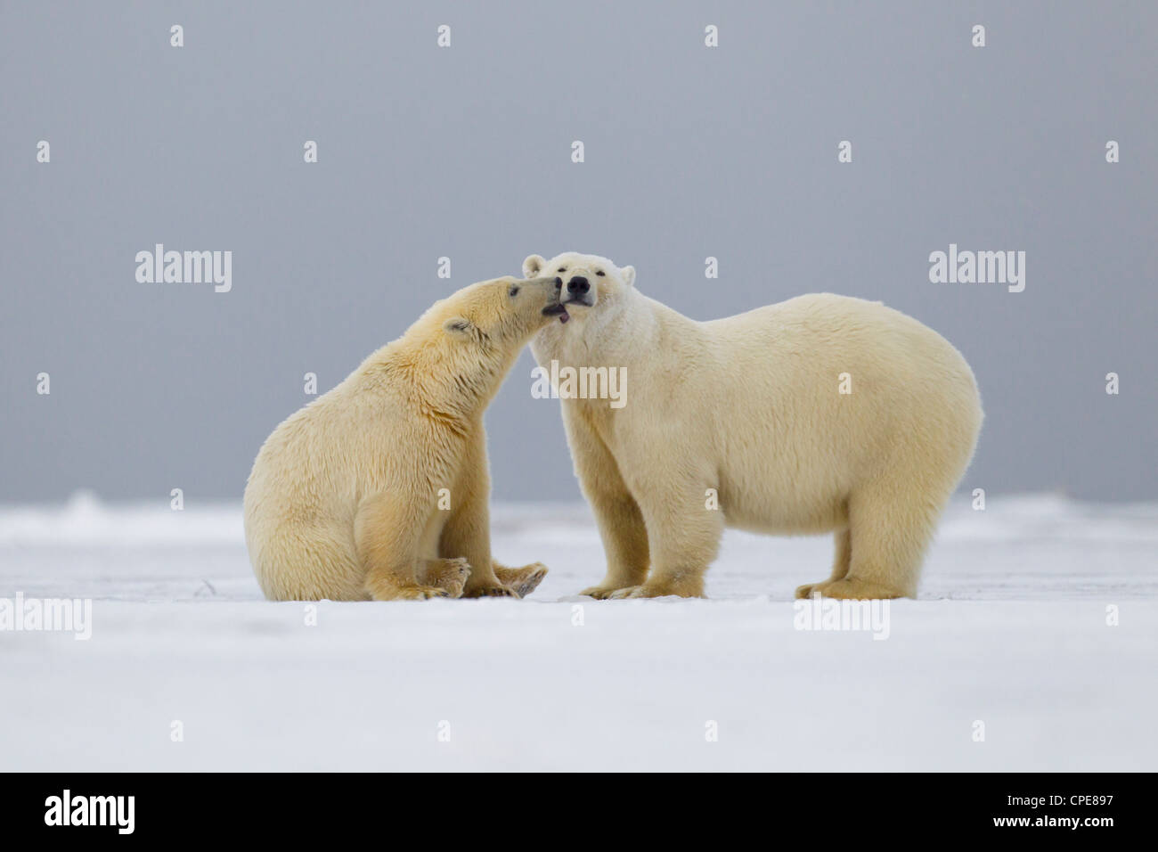 Polar Bear Ursus maritimus cub licking mother at Kaktovik, Arctic in ...