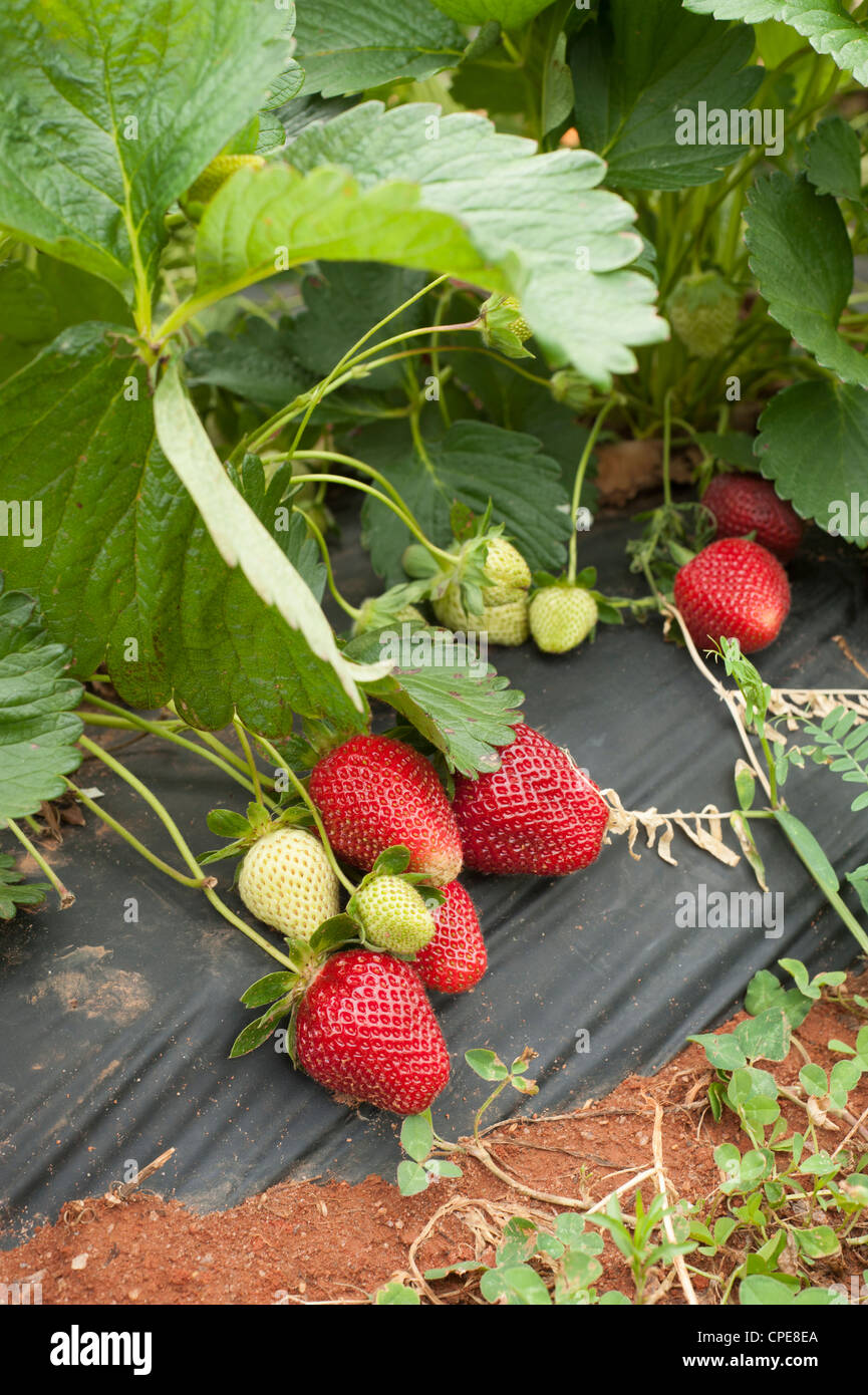 Strawberries growing ready pick hi-res stock photography and images - Alamy