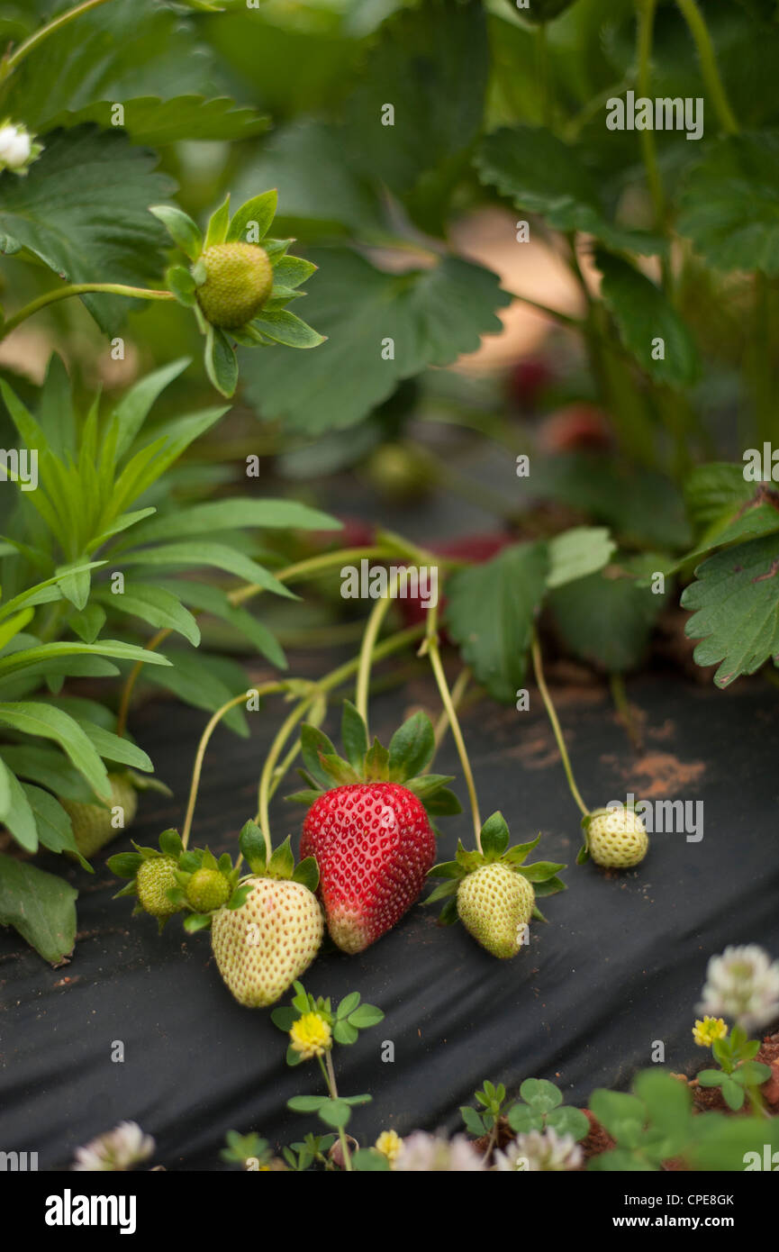 Strawberries growing ready pick hi-res stock photography and images - Alamy