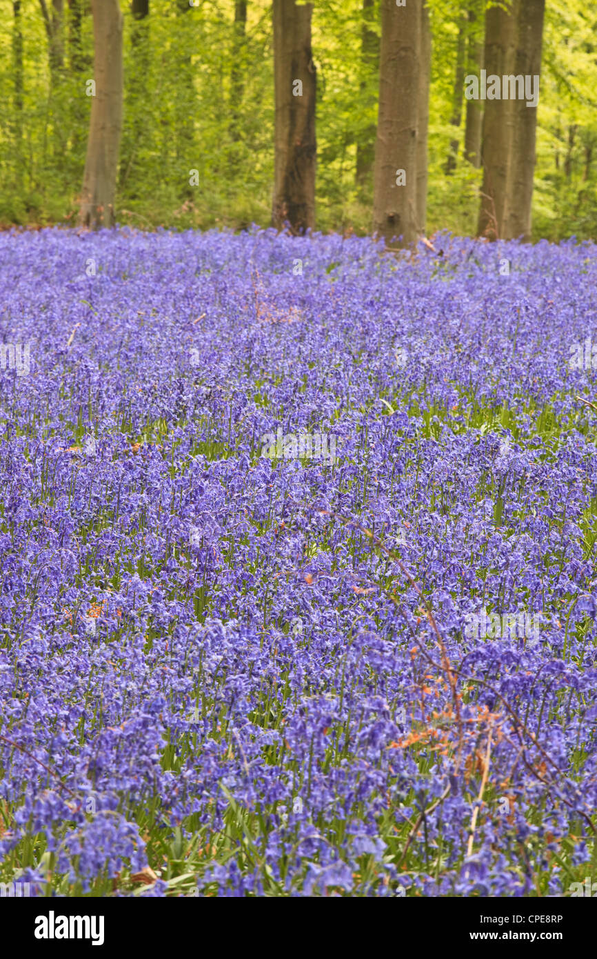 Bluebells beneath trees, West Woods, Wiltshire, England, United Kingdom, Europe Stock Photo