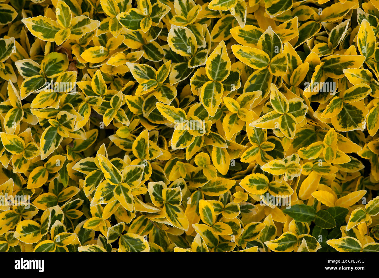 green yellow leafy hedge as a natural background Stock Photo