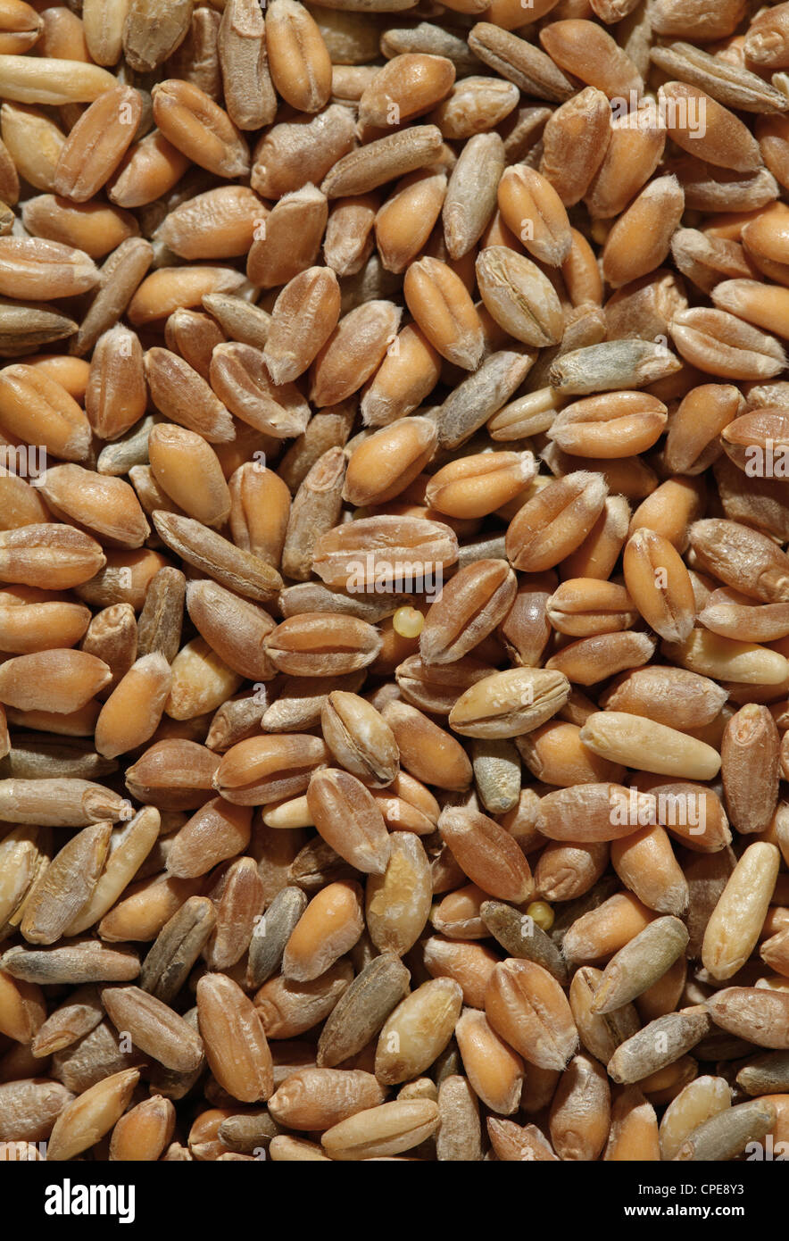 Assortment of different grains, barley, millet, oat, rye, spelt and