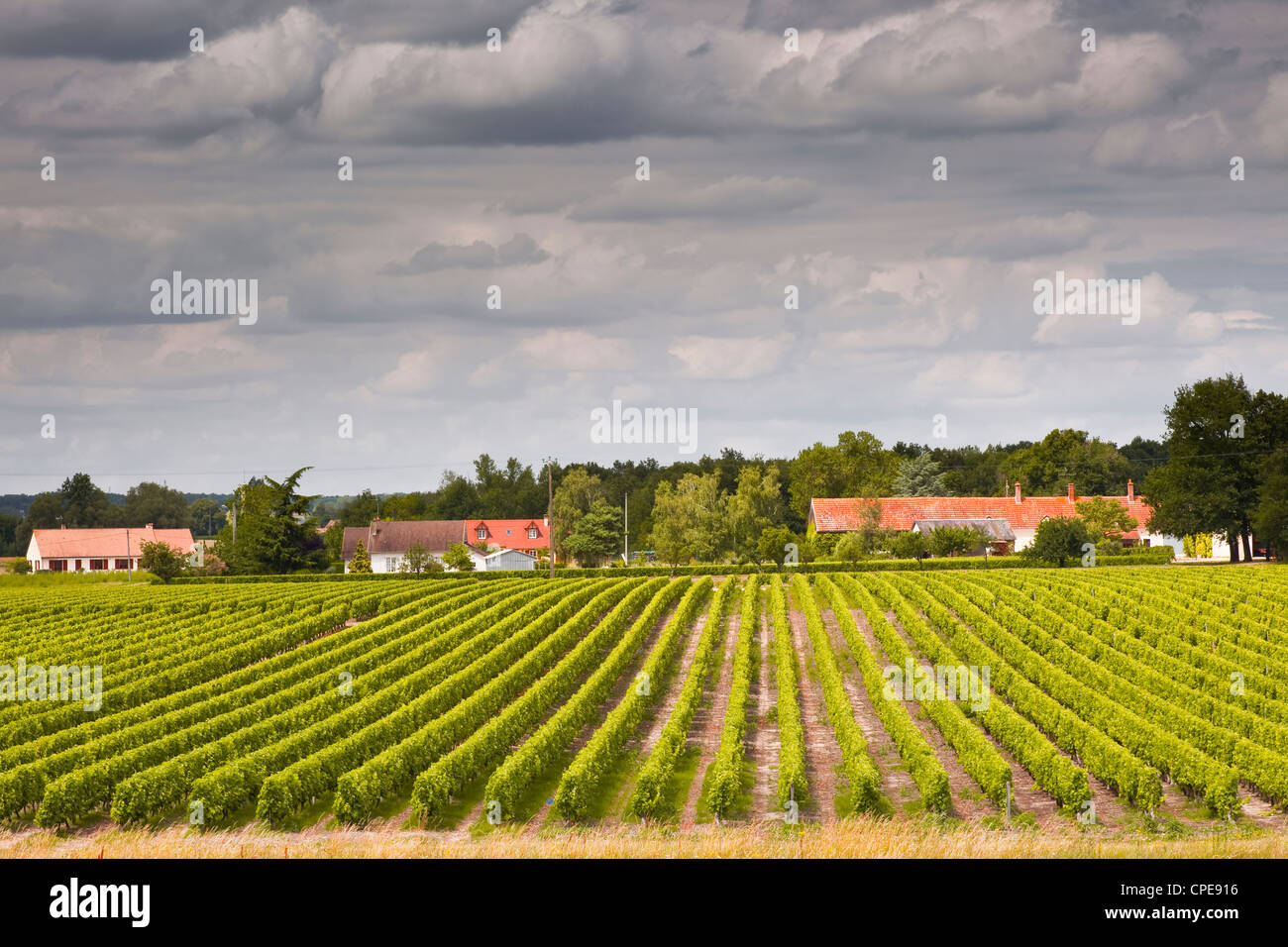 Vineyards near Chemery, Loir-et-Cher, Loire Valley, Centre, France, Europe Stock Photo