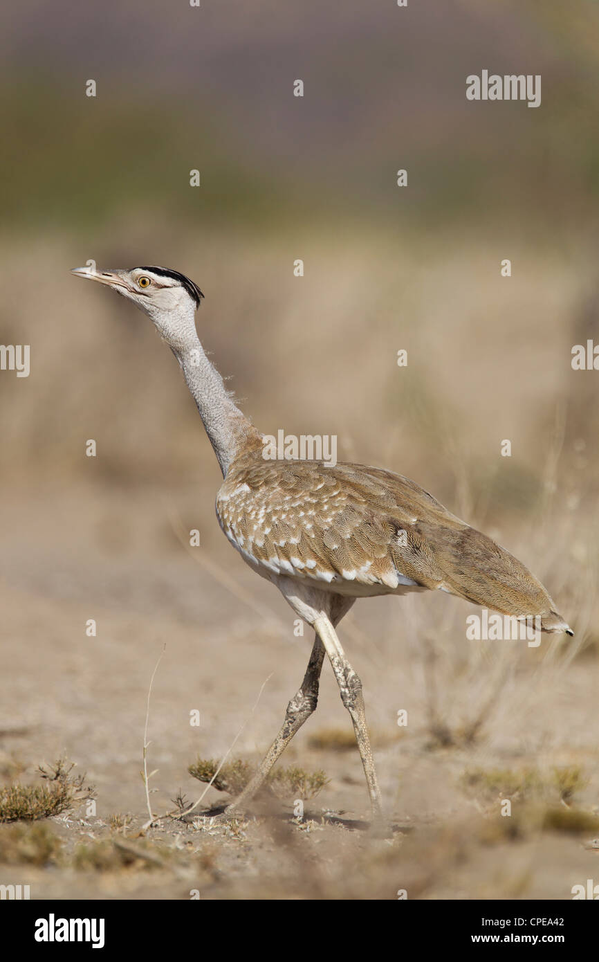 Arabian bustard hi-res stock photography and images - Alamy