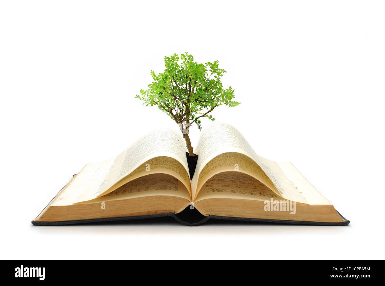Tree growing from book Stock Photo Alamy