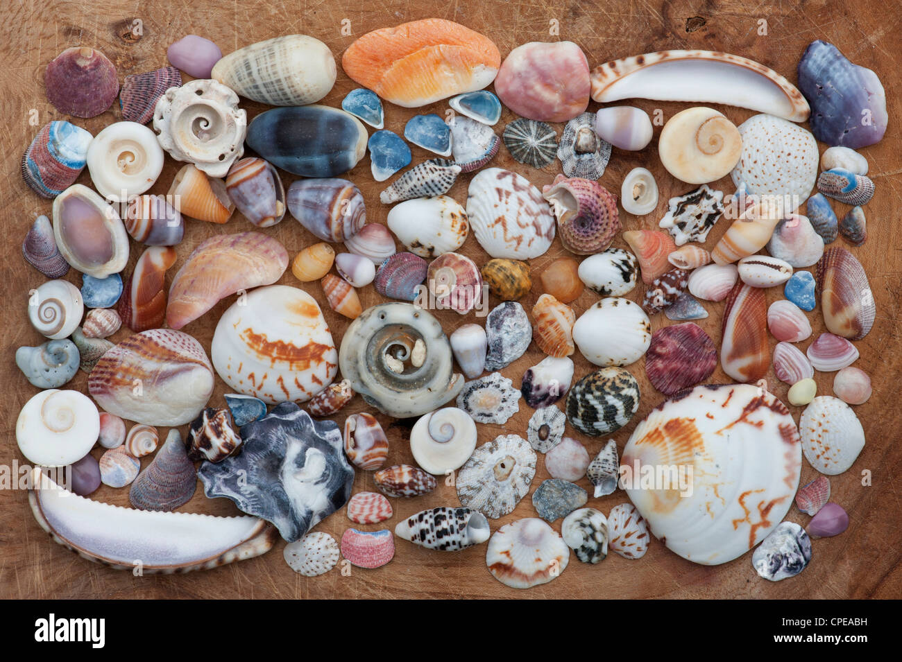Unique Crustacean Shell Patterns Crustaceans and molluscs hi-res stock photography and images - Alamy