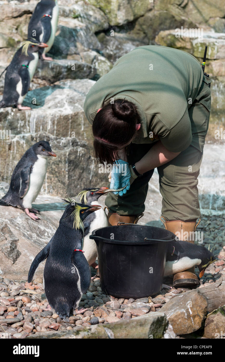 Zoo keeper feeding penguin hires stock photography and images Alamy