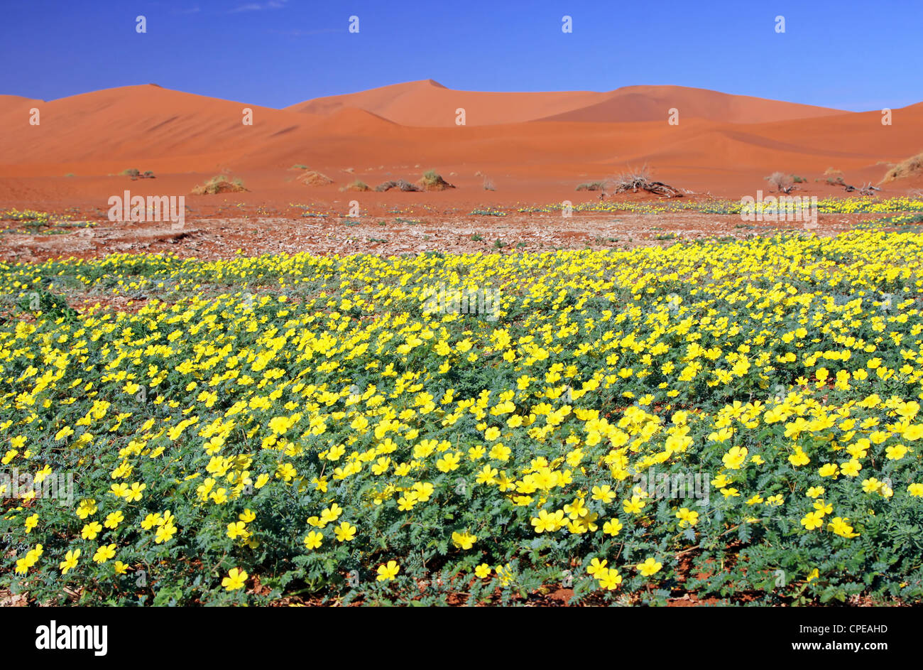Flowers in Sossusvlei, Namib-Desert, Namibia, landscape Stock Photo