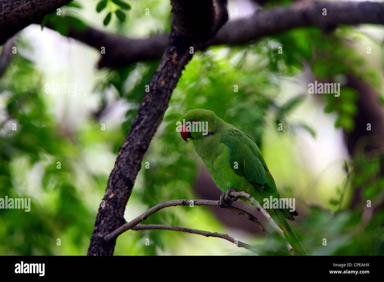 Roseringed parakeet,bird,Wildlife,Animal,wild bird,Nature,Indian wildlife,New Delhi,India Stock Photo