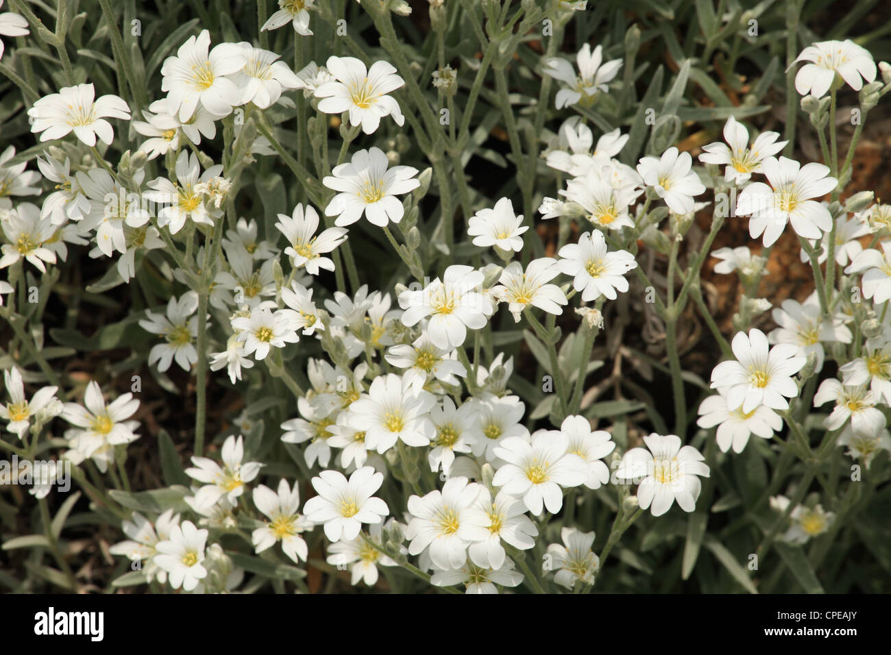 Snow-in-Summer (Cerastium tomentosum), location: Male Karpaty, Slovakia. Stock Photo