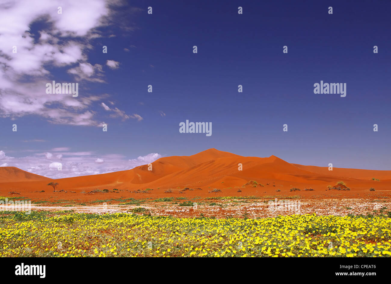 Flowers in Sossusvlei, Namib-Desert, Namibia, landscape Stock Photo