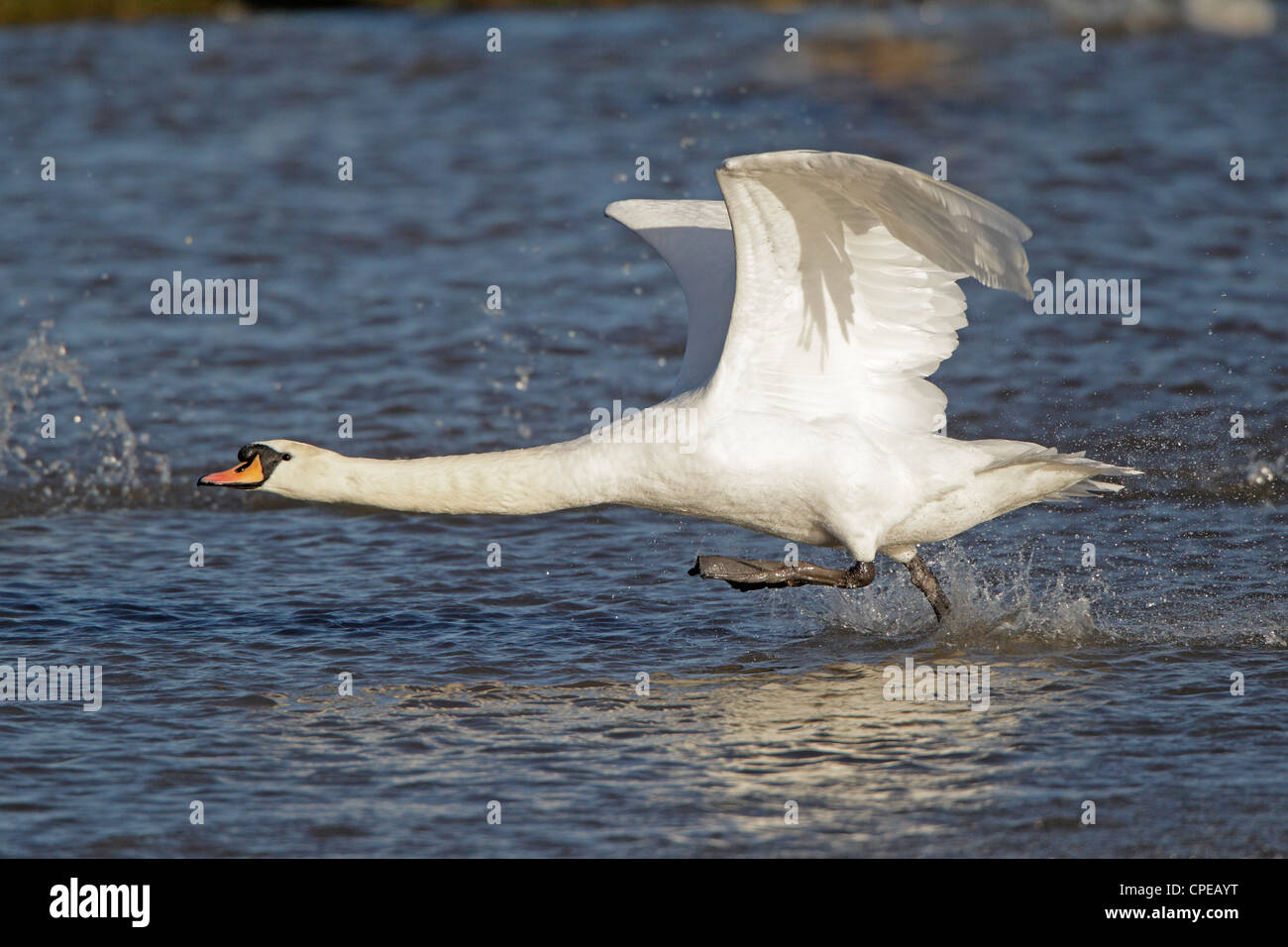 Mute Swan taking off at Slimbridge Stock Photo Alamy