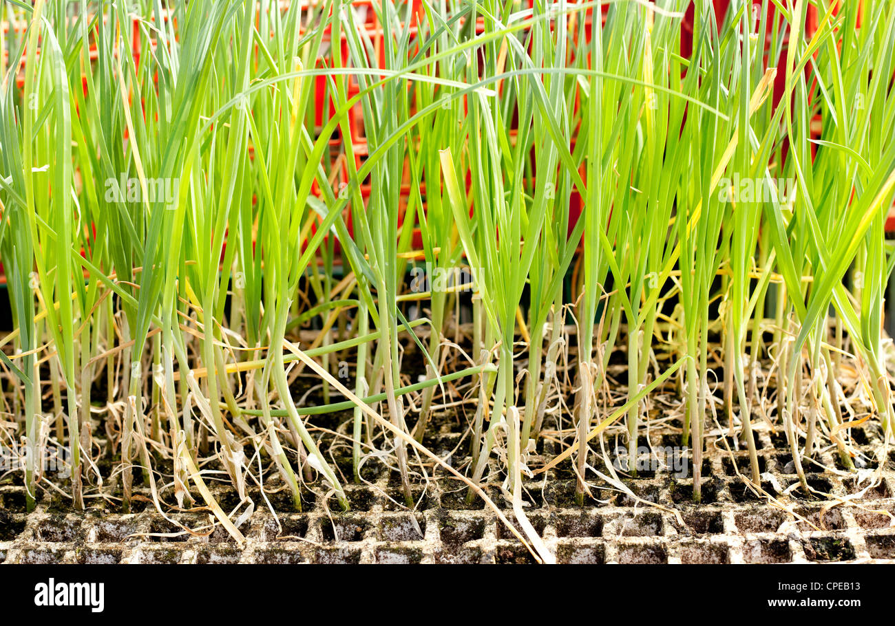 Garlic onion sprouts plants prepared to field planting Stock Photo Alamy
