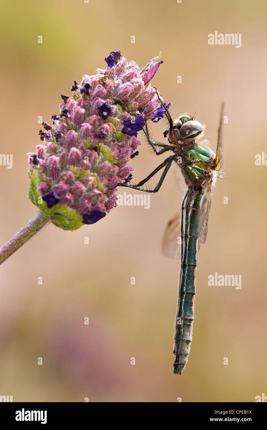 Oxygastra curtisii, Female, Sesimbra-Portugal Stock Photo