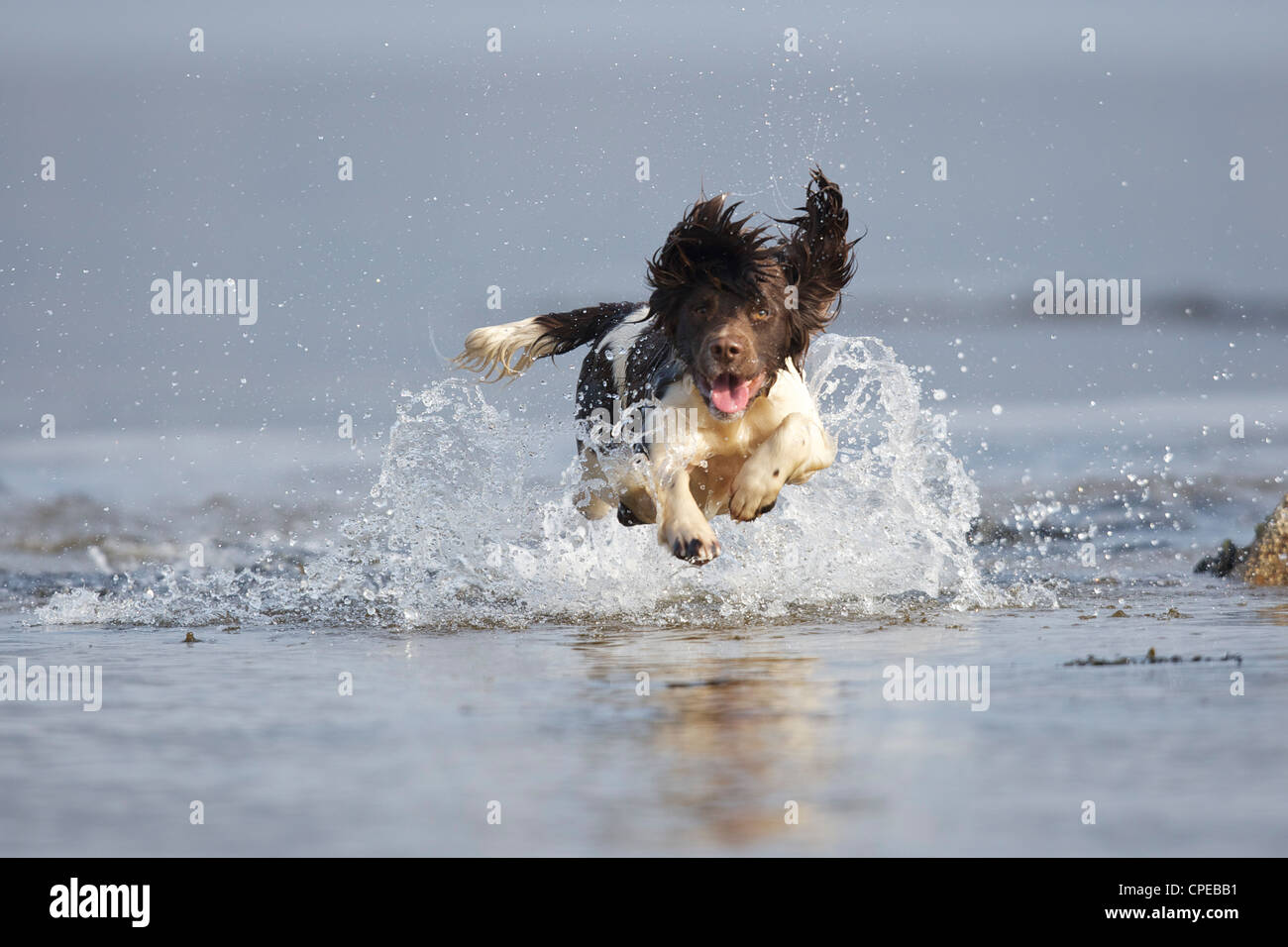 English springer spaniel enjoying a run and splash in water Stock Photo