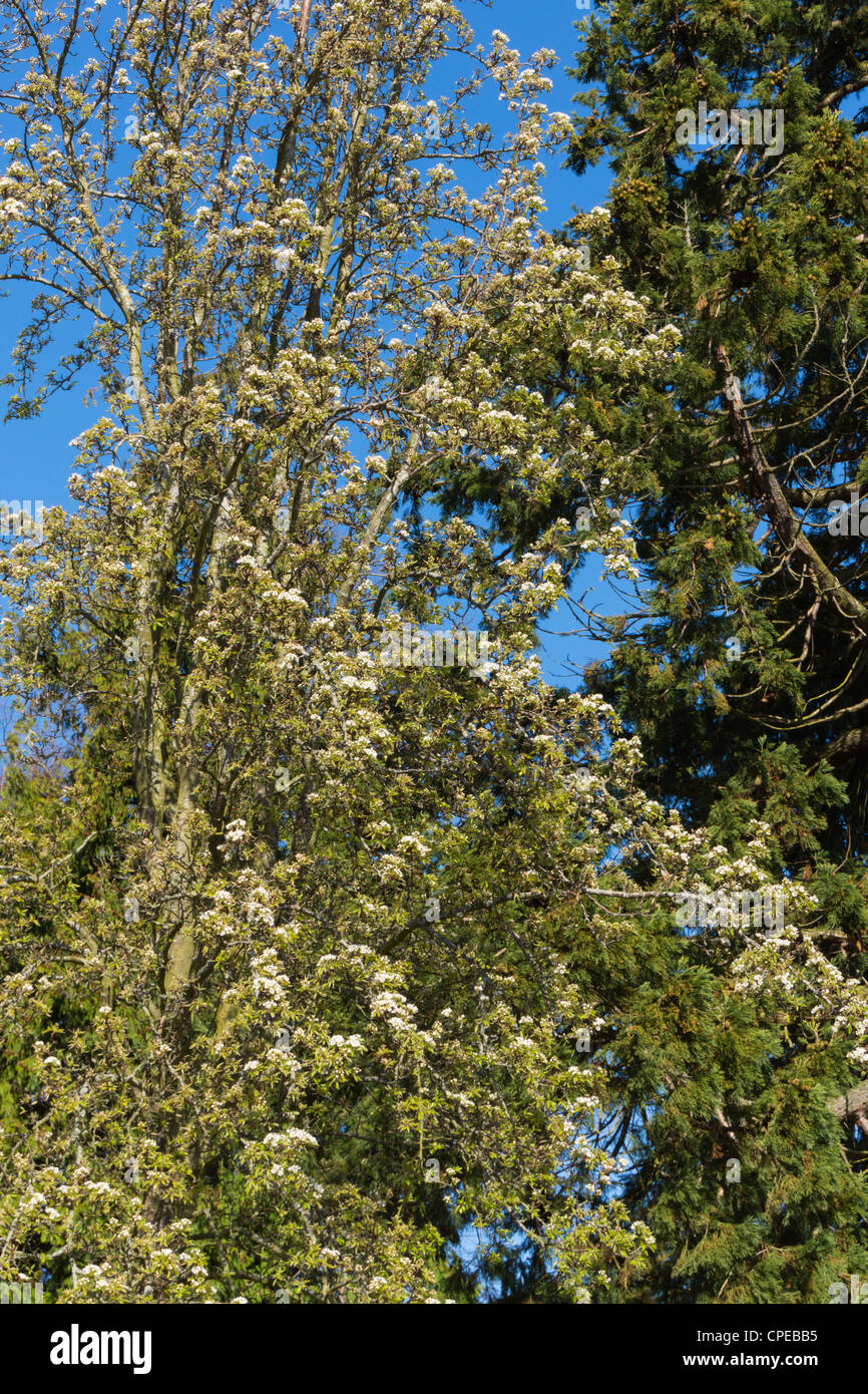 Blossom march uk hires stock photography and images Alamy