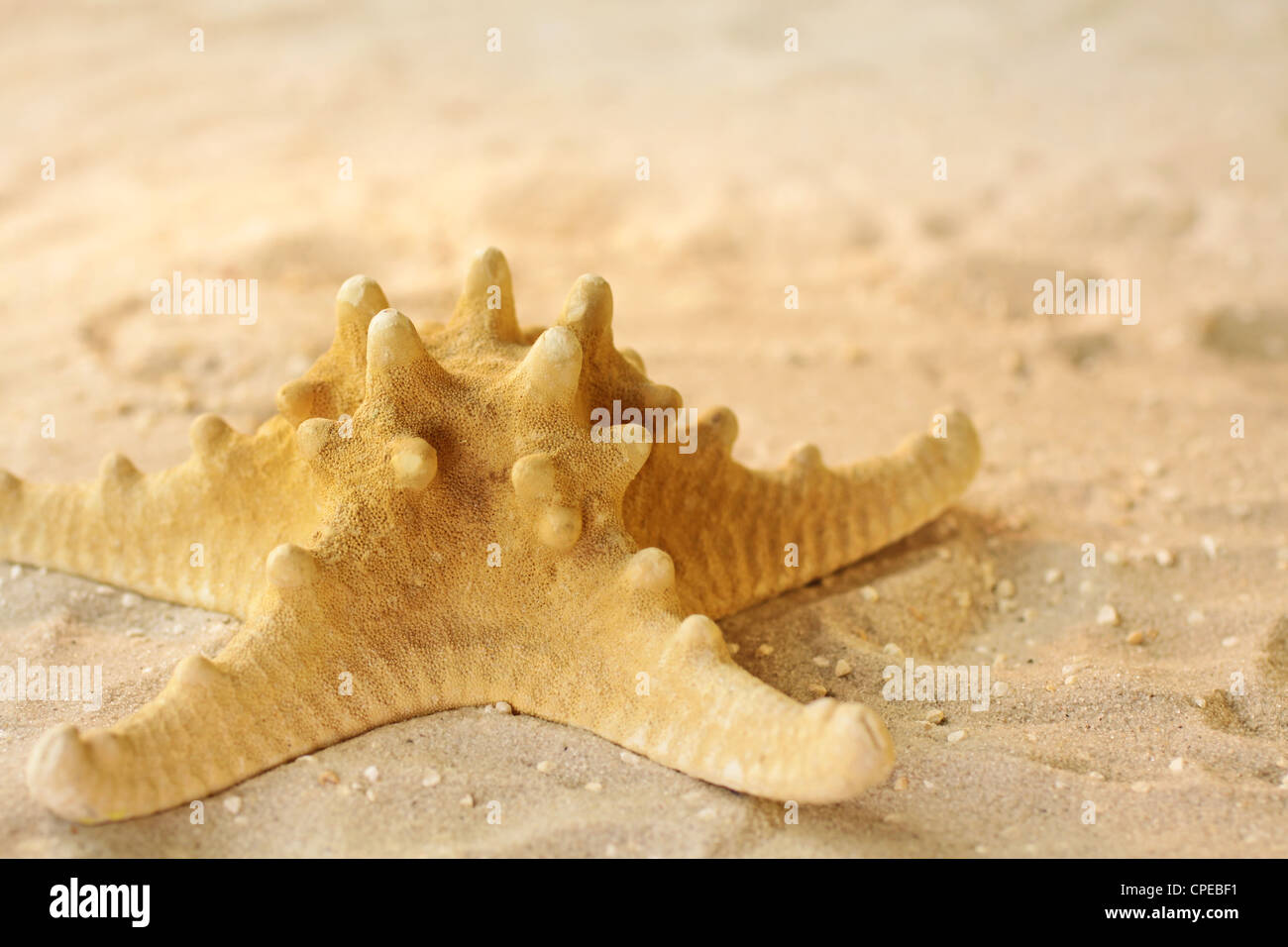 Close-up of yellow starfish in the sand Stock Photo