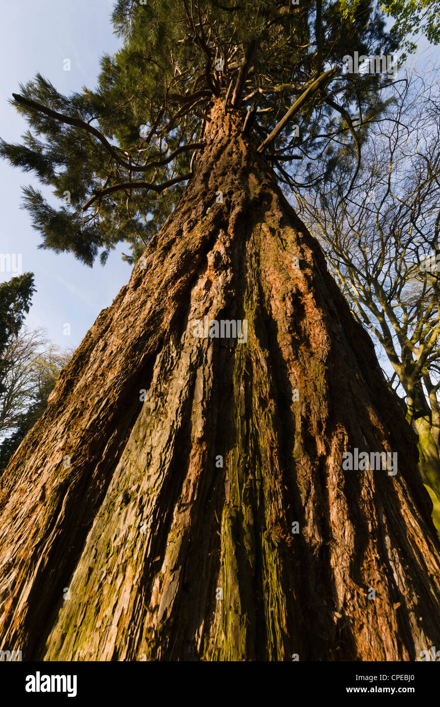 Giant redwood, Wellingtonia or sequoia tree in a Scottish churchyard showing green tinge from algae growing in wet conditions. Stock Photo