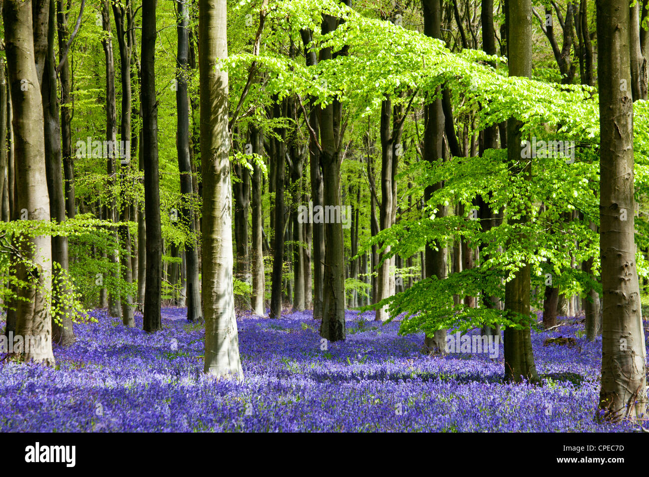 Dappled sunshine falls through fresh green foliage in a beechwood of bluebells in England, UK Stock Photo