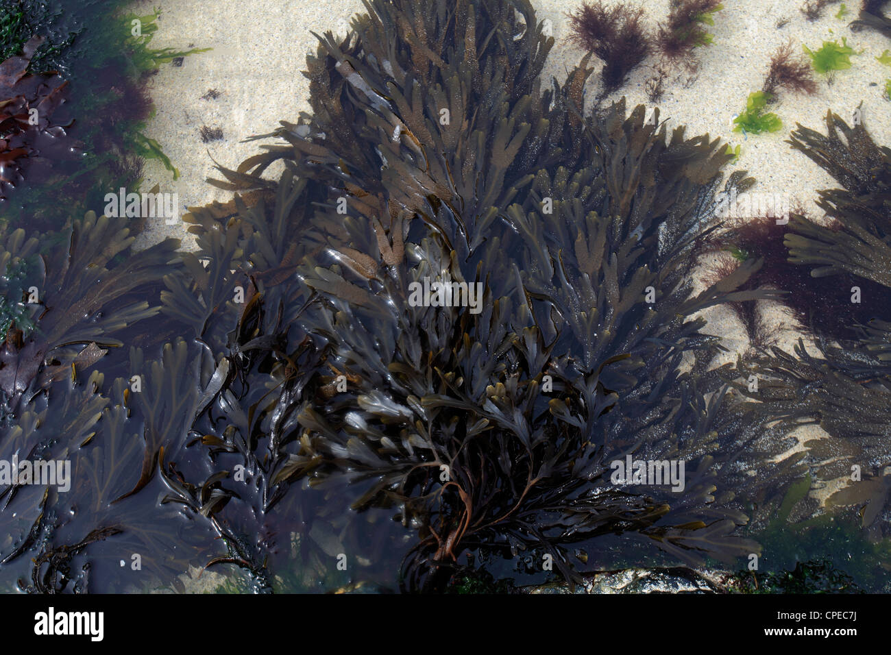 Bladder Wrack seaweed, (Fucus vesiculosus), Stock Photo