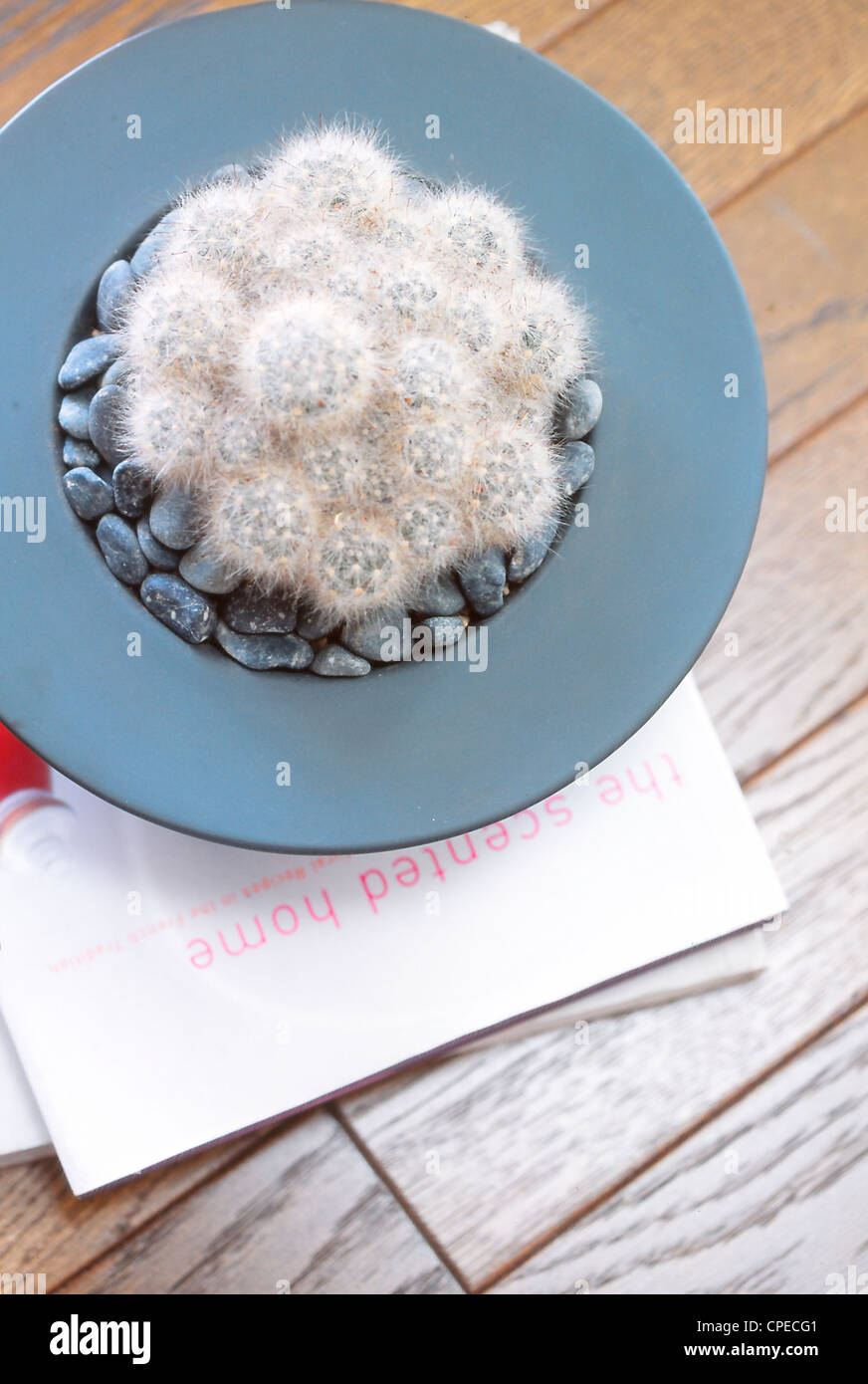 Close Up Of Potted Furry Cactus Stock Photo