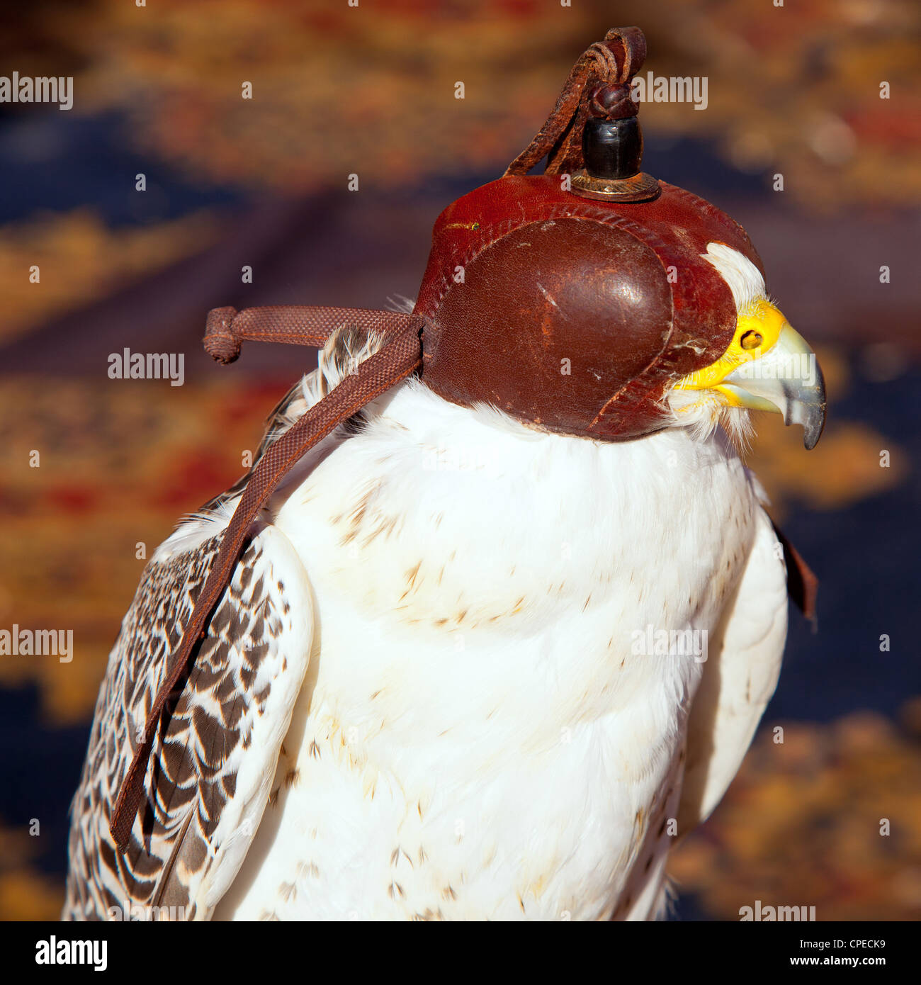 bird falcon with falconry blind hood in brown leather Stock Photo