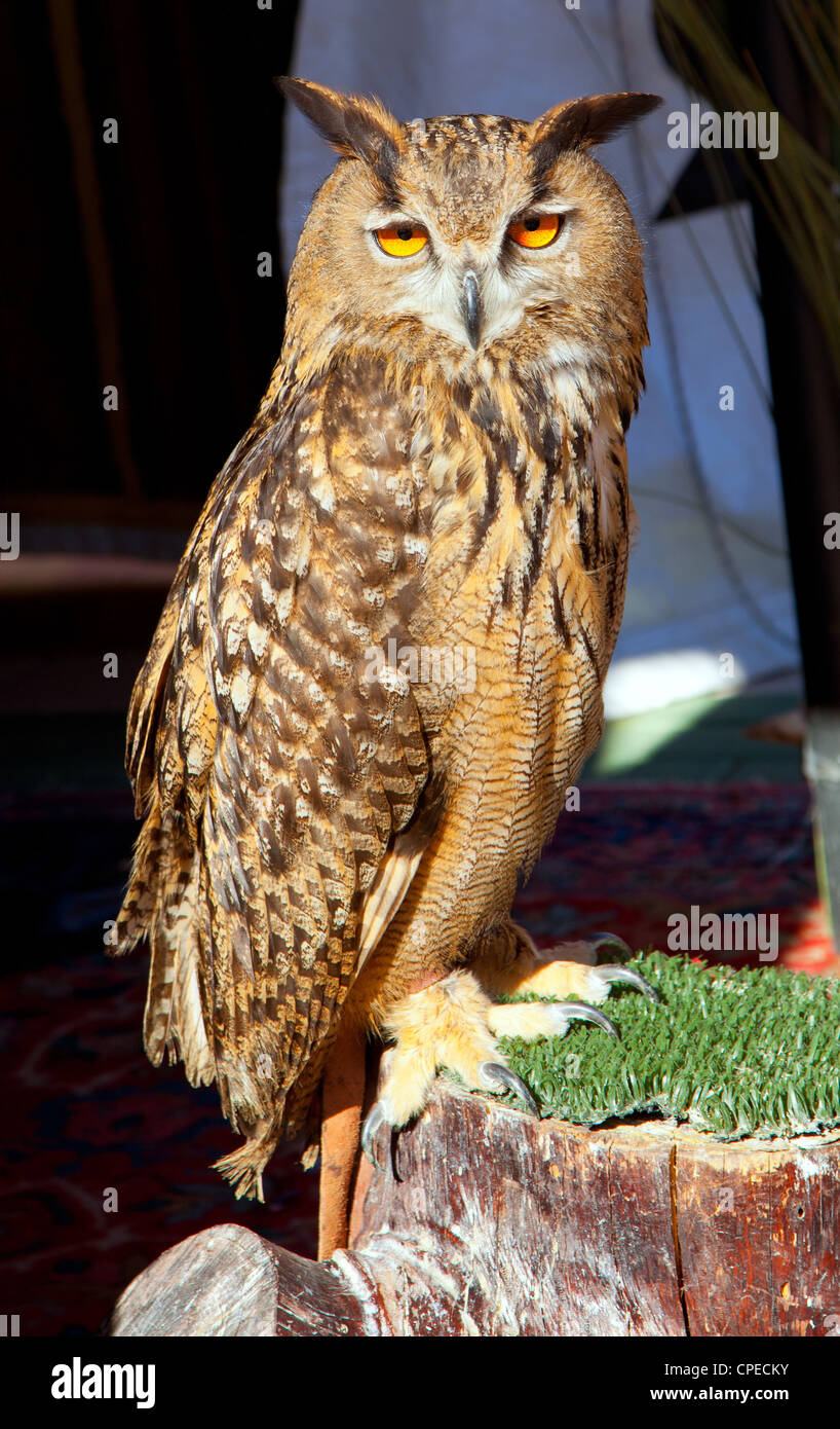 Bubo bubo eagle owl night bird on trunk grass Stock Photo