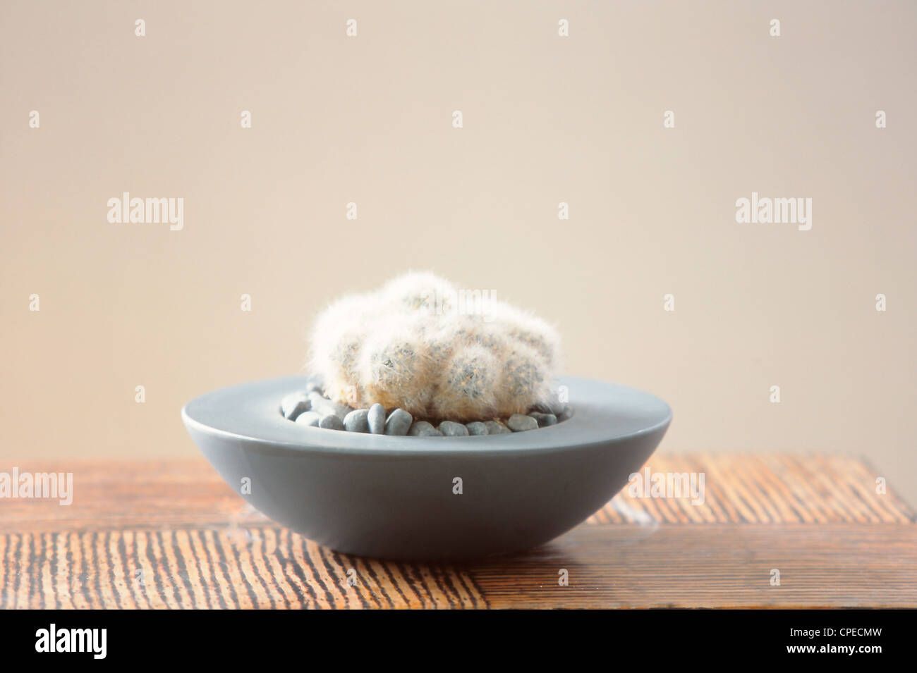 Close Up Of Furry Cactus Put In Bowl Stock Photo