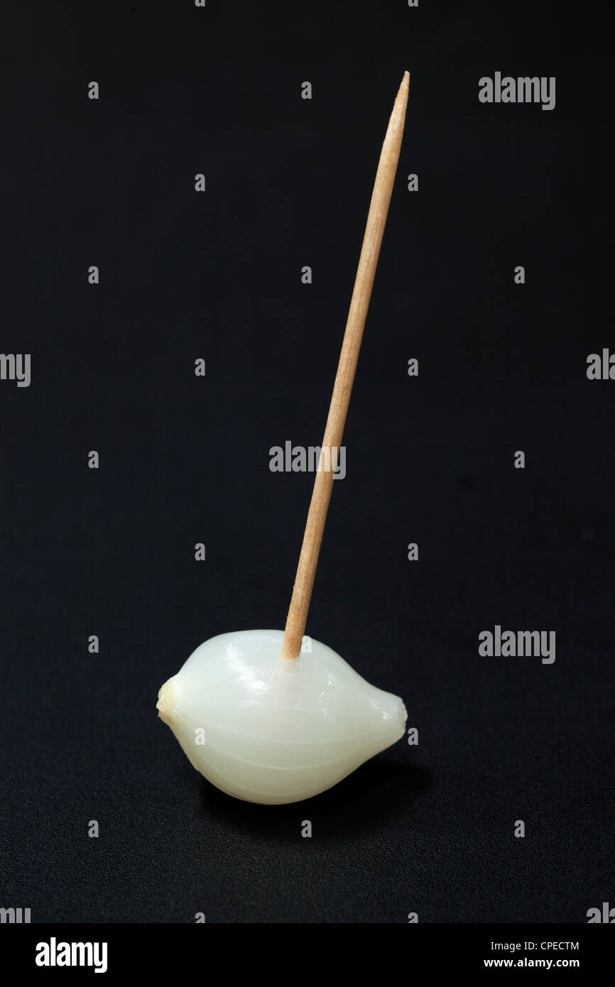 Silverskin onion on cocktail stick canape party food Stock Photo