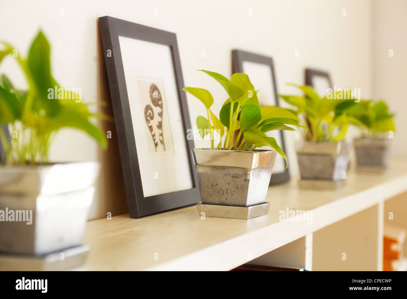 Potted Plants And Frames In A Row Stock Photo