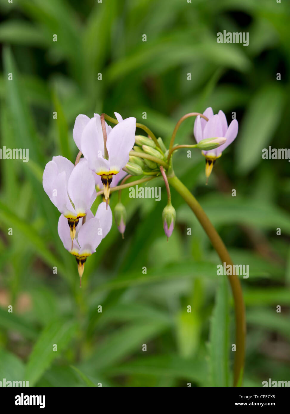 Macrophotograph of Prairie shooting star; May 2012; Fitchburg, Wisconsin, USA Stock Photo