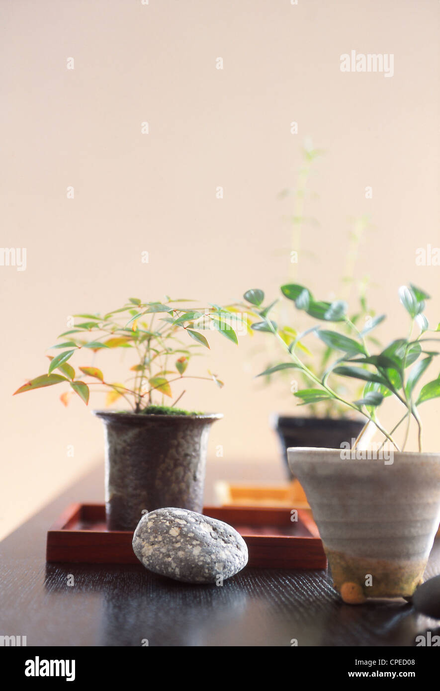 Plant Pot And Pebble On Table Stock Photo