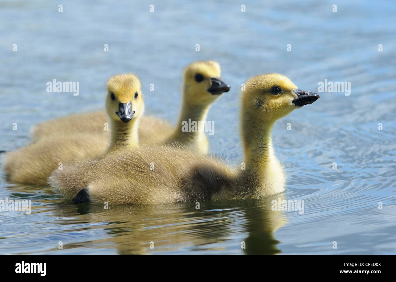 Canada goose baby chicks swimming on a lake still in their fluffy yellow down. Stock Photo