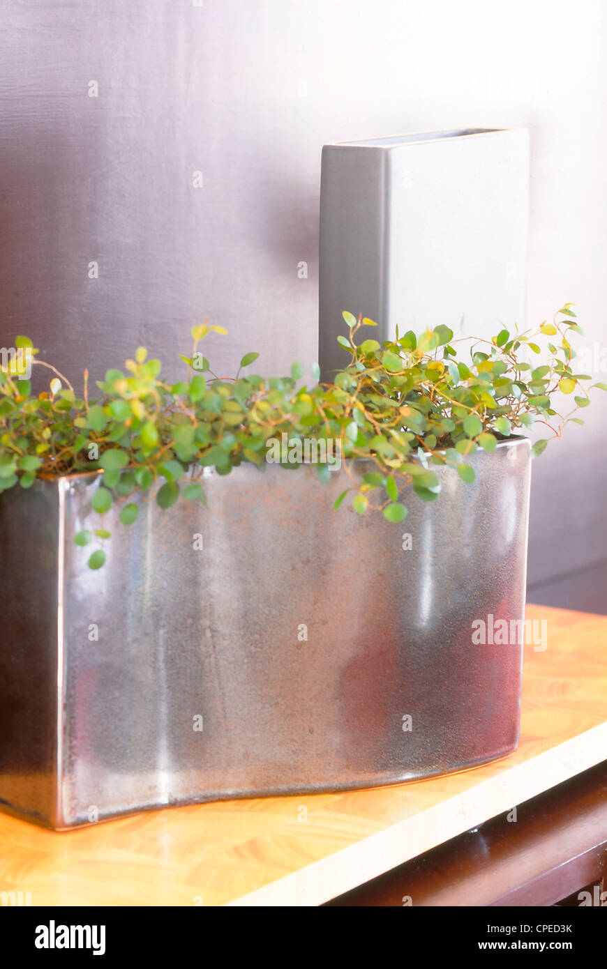 Shiny Plant Pot Stock Photo