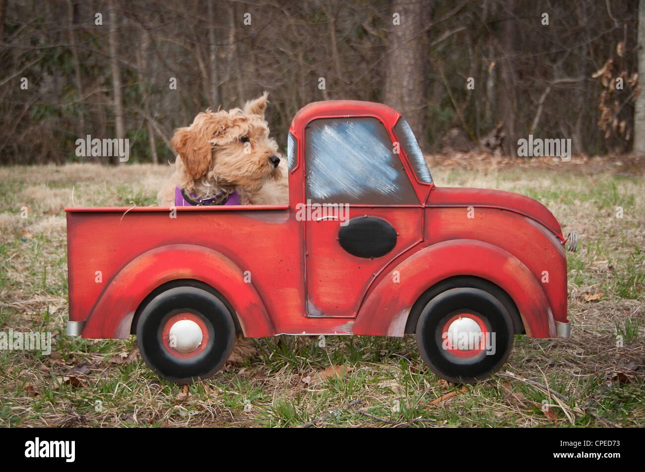 A Labradoodle sitting on the ground but it looks like it is riding in a toy truck Stock Photo