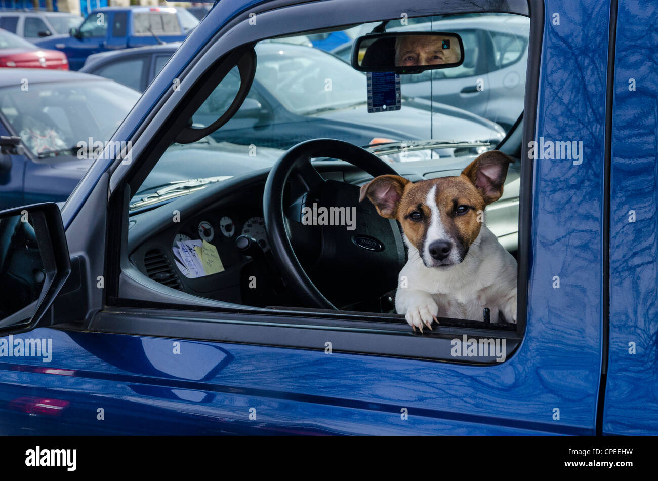 Jack Russell terrier in car window driver's seat Stock Photo Alamy
