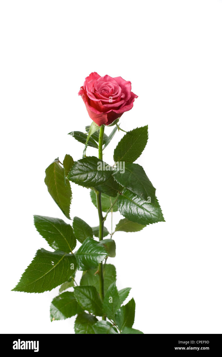 Beautiful red rose Stock Photo - Alamy