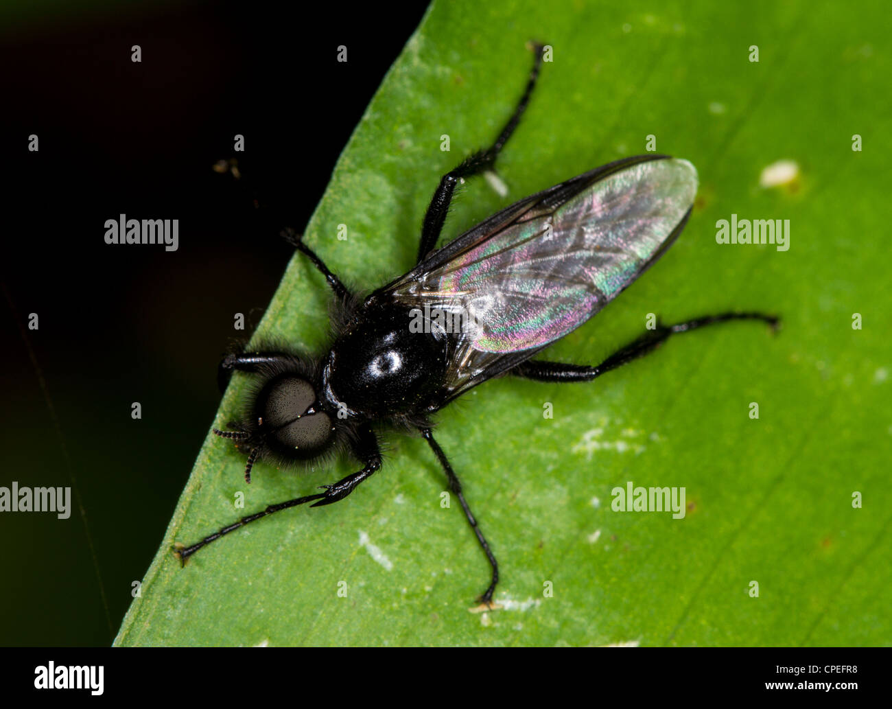 Male St. Mark's fly (Bibio marci) Stock Photo