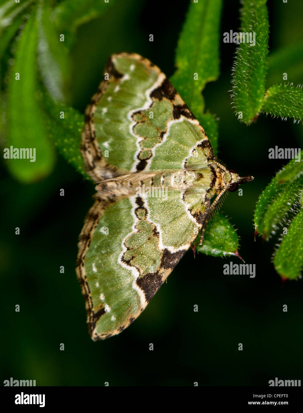 Green carpet moth, Colostygia pectinataria Stock Photo