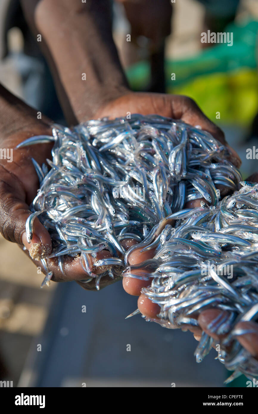 Fishermen displaying handfuls of small fish in the Quirimbas archipelago in northern Mozambique. Stock Photo