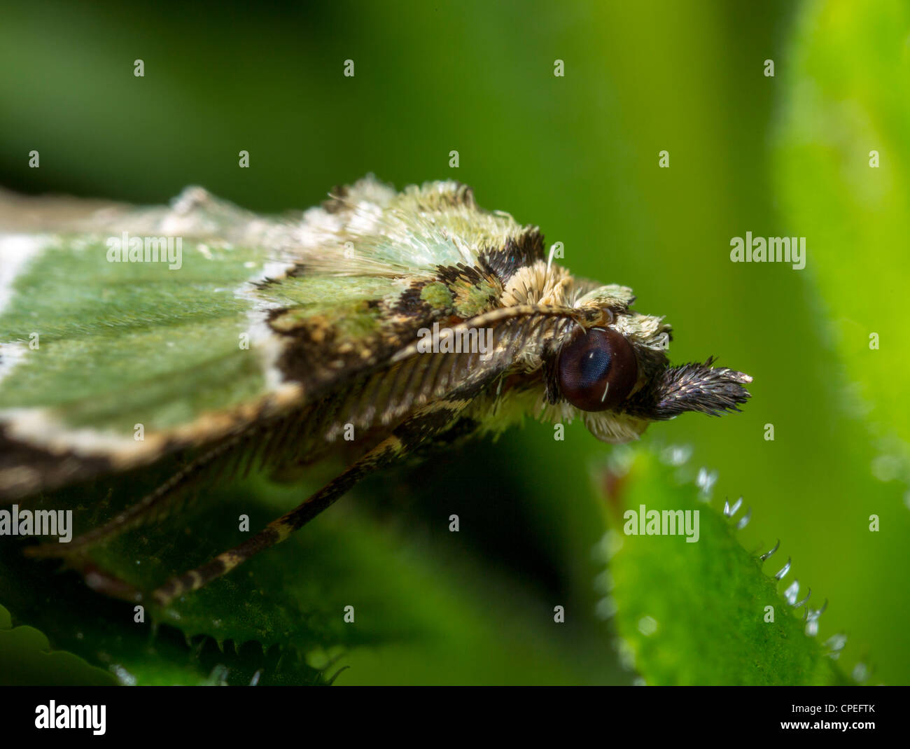 Green carpet moth, Colostygia pectinataria Stock Photo