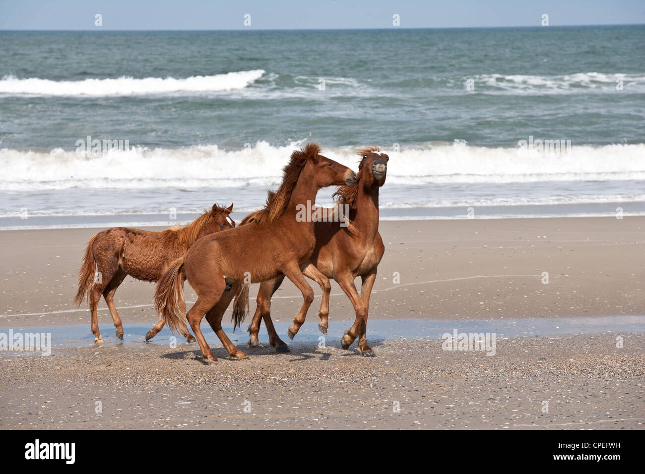 Wild Mustang horses roaming the beaches of the Outer Banks on May 10