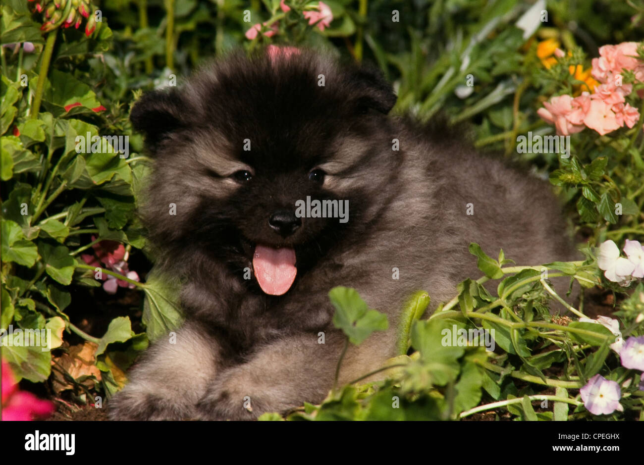 Keeshund puppy laying in flowers Stock Photo