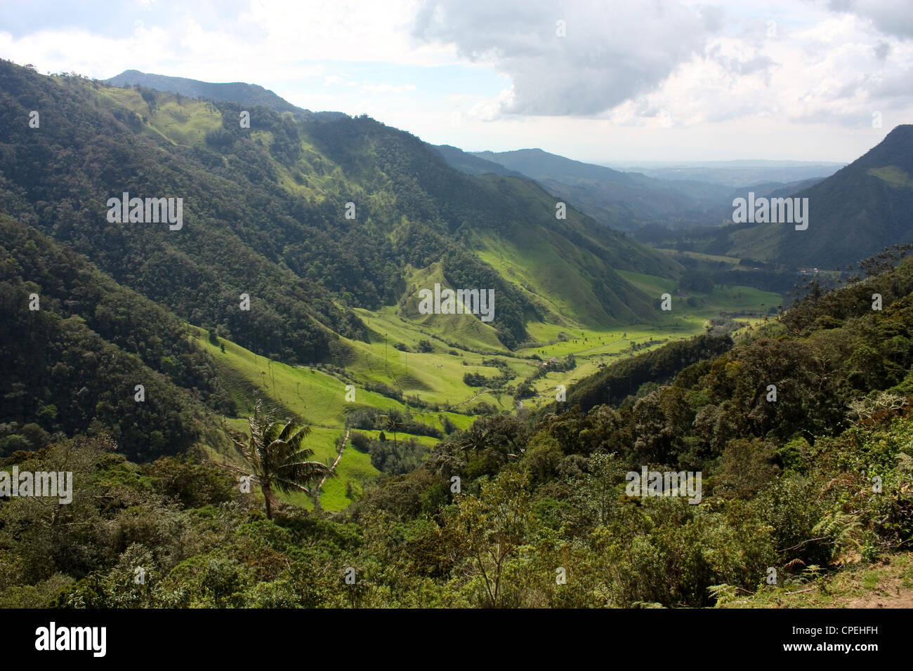 Cocora Valley, the gateway to Parque Nacional Natural de los Nevados. Andean Colombia Stock Photo