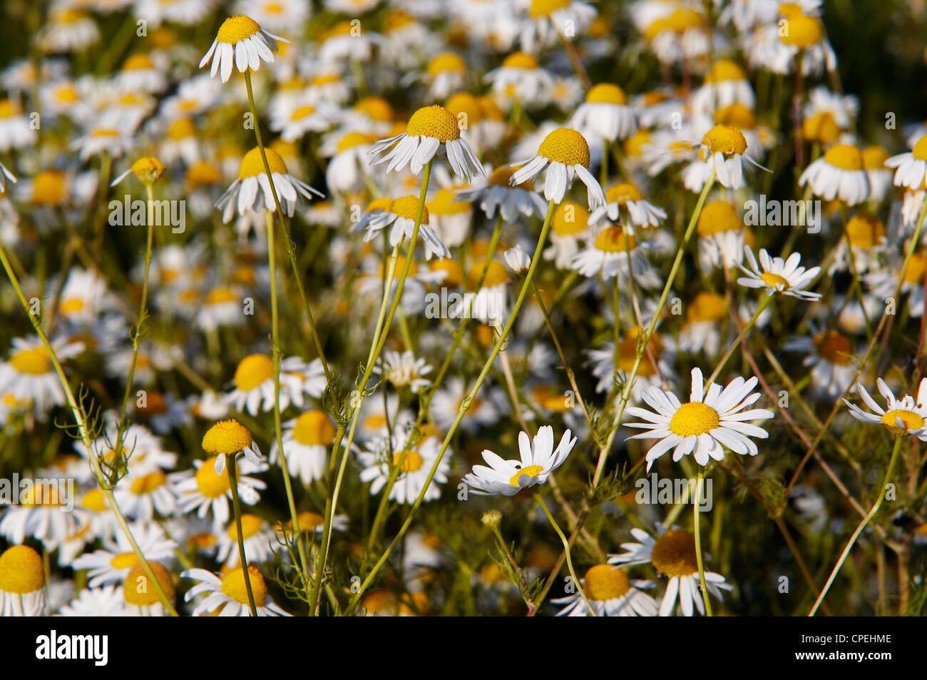 German chamomile Stock Photo