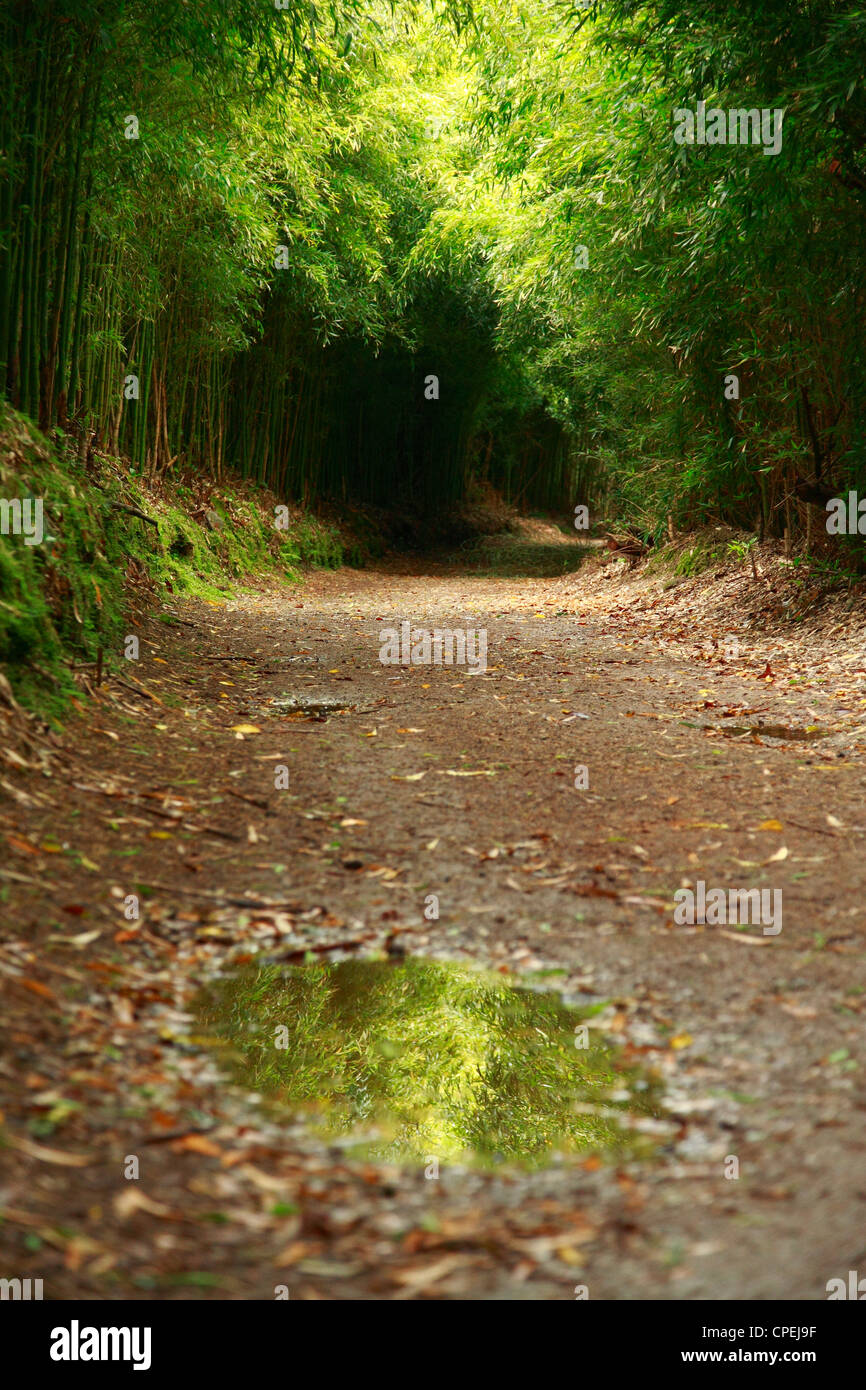 Puddle of water in walking path surrounded by bamboo. Furnas, Sao ...
