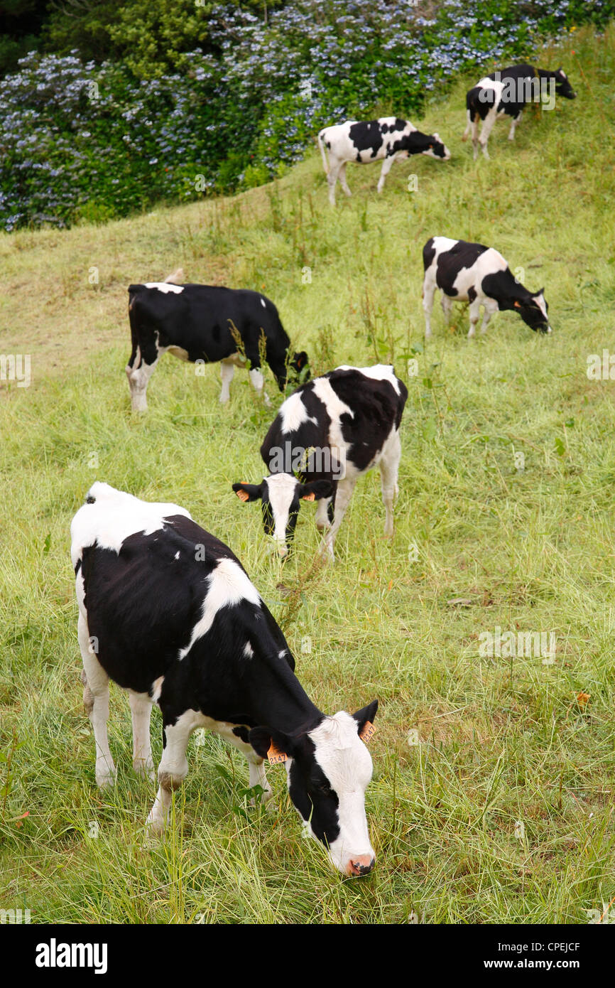 Holstein cows grazing in a pasture at the Azores islands Stock Photo ...