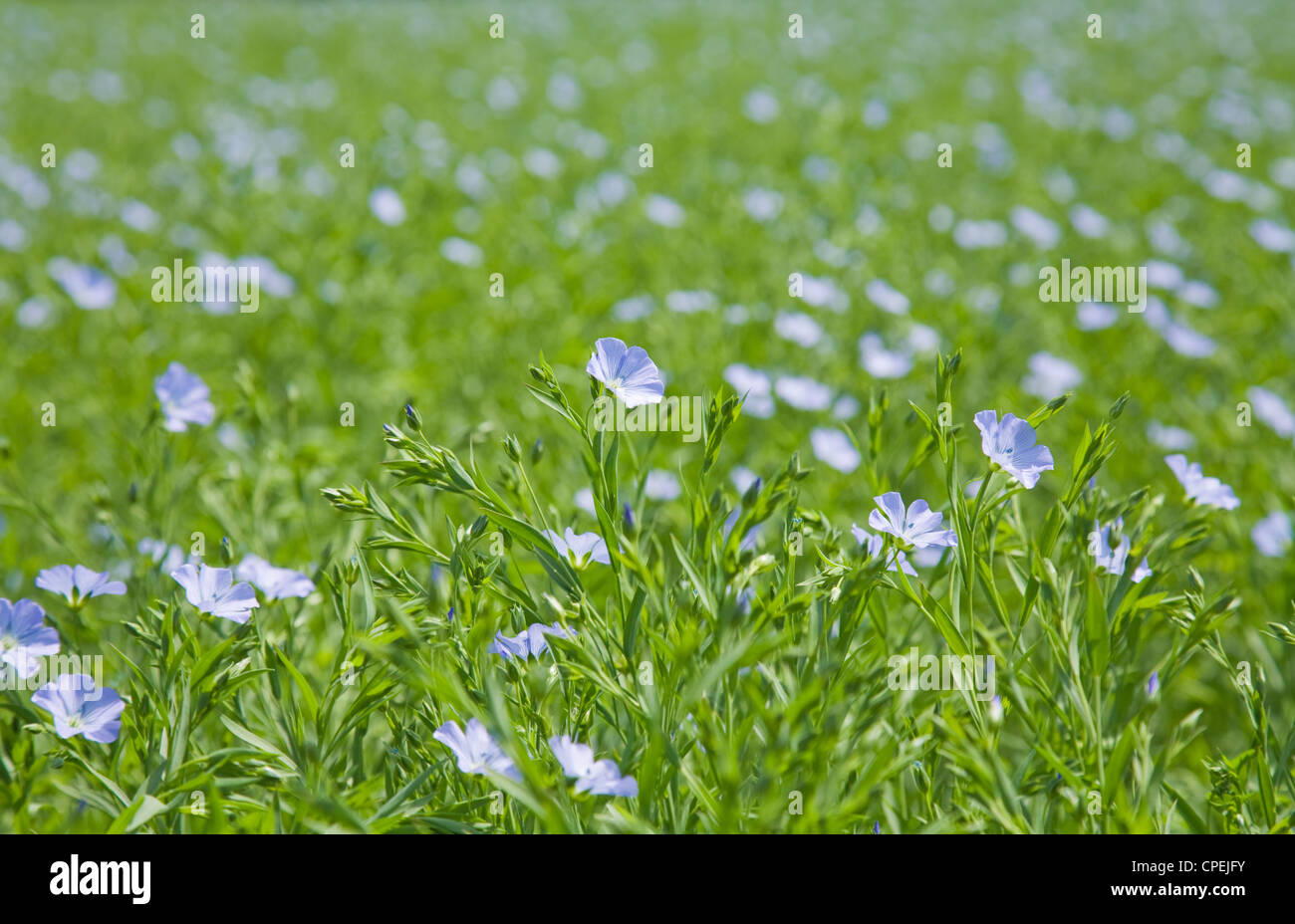 flax plants Linum usitatissimum blue flowers Stock Photo